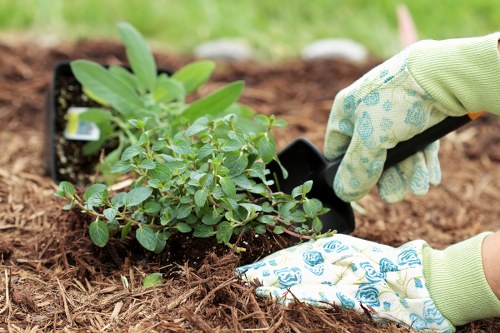 Professional gardener working in a suburban Ruislip garden