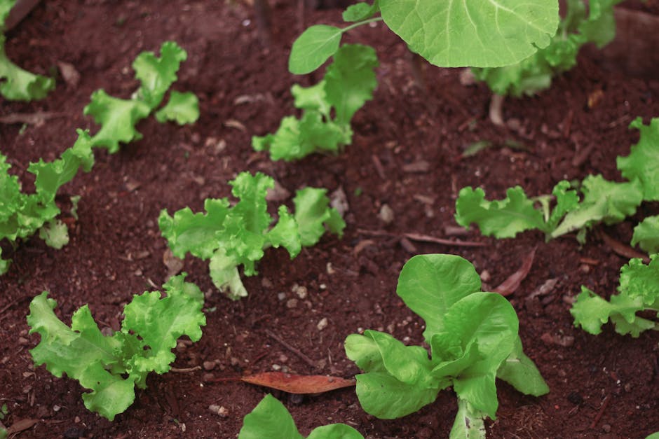 A close-up view of a garden bed featuring young, vibrant green lettuce and lettuce seedlings growing in moist, dark brown soil. The lettuce leaves are slightly ruffled and glossy, contrasting with the