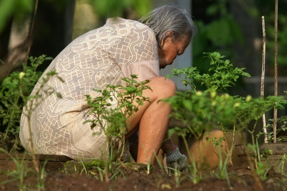 A close-up view of a garden bed featuring young, vibrant green lettuce and lettuce seedlings growing in moist, dark brown soil. The lettuce leaves are slightly ruffled and glossy, contrasting with the