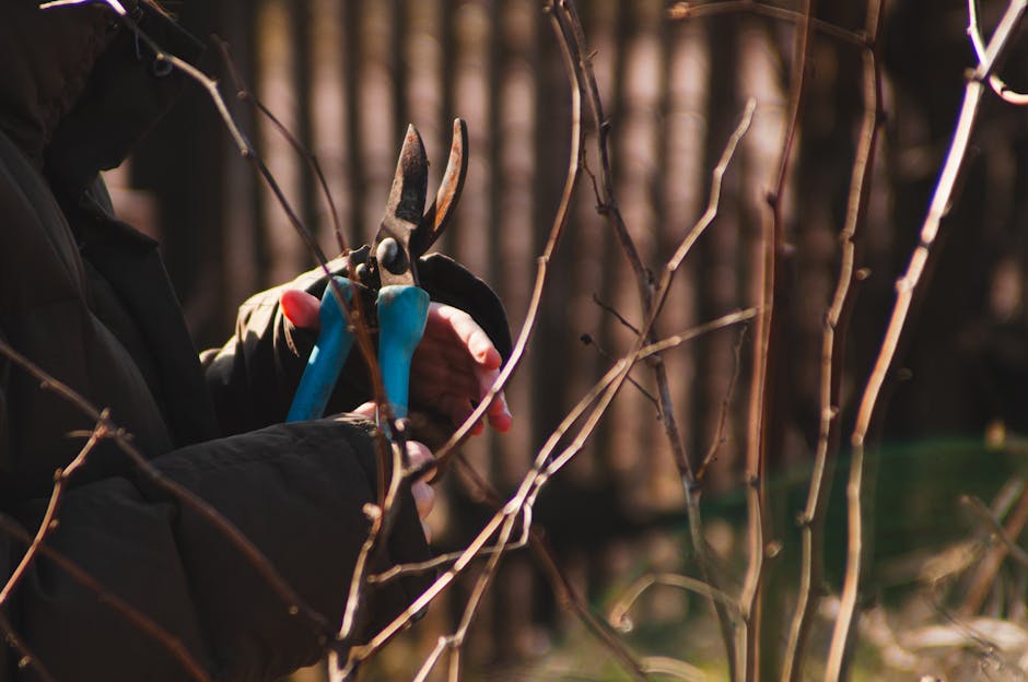 A gardener dressed in a dark coat and gloves is using a pair of blue-handled pruning shears to trim small, leafless branches in a garden setting. The garden features neatly arranged beds and borders w